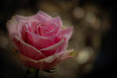 Liefde voor de roos. 