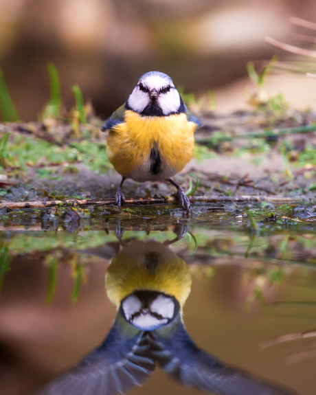 Magische sluitertijd op een pimpelmees