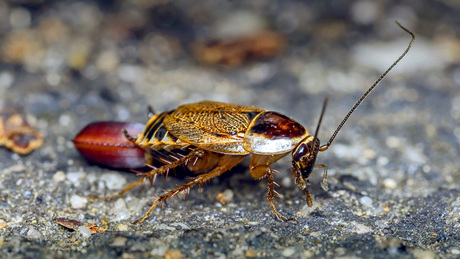 Kakkerlak zijn ook mooi