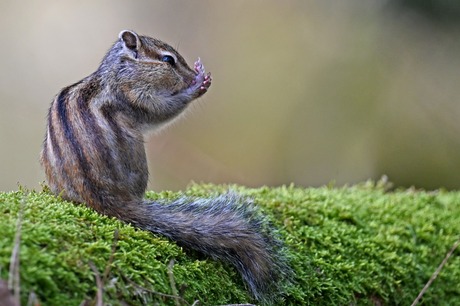 Sibiran Squirrel 