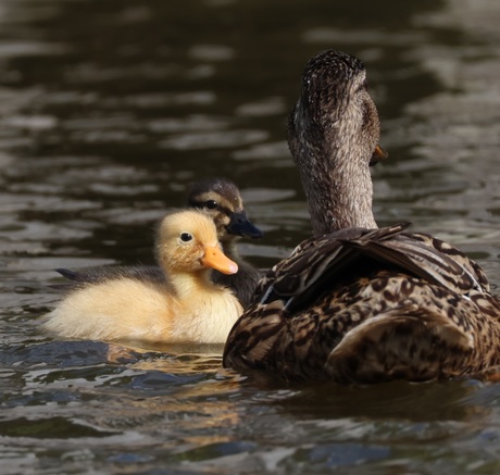 Mommie met haar kroost