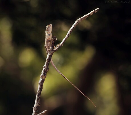 Hagedis warmt op in de zon { Sri Lanka }