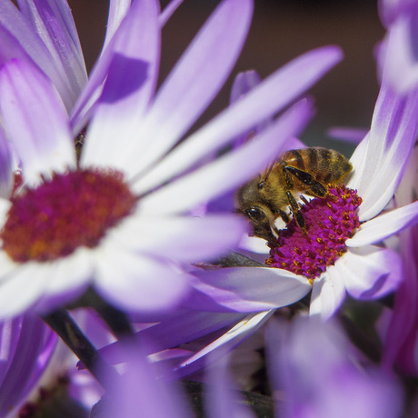 Bij heerlijk tussen de bloemen