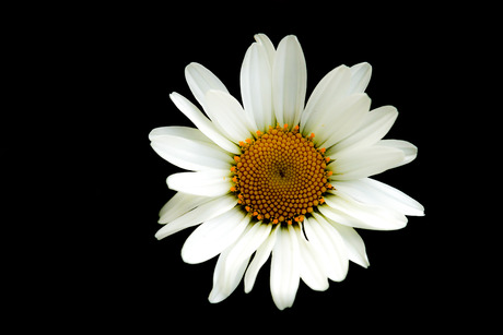 Close up flower