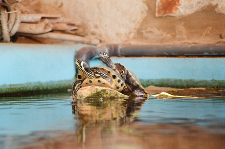 Schildpadjes