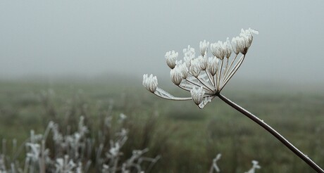 Winterse pracht