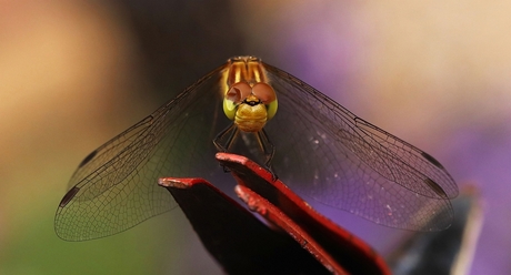 Libelle