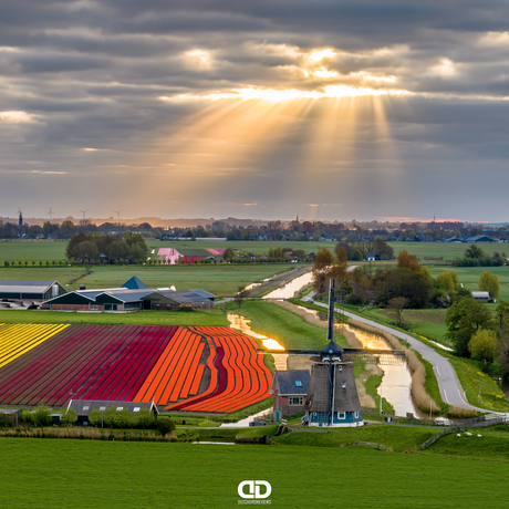 Hemelse zonnestalen 