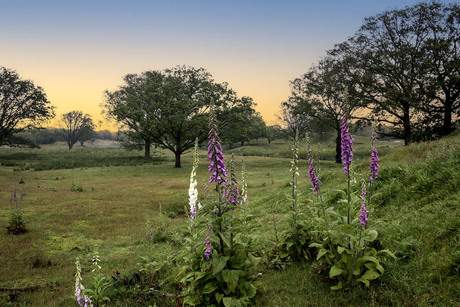 Zeepeduinen