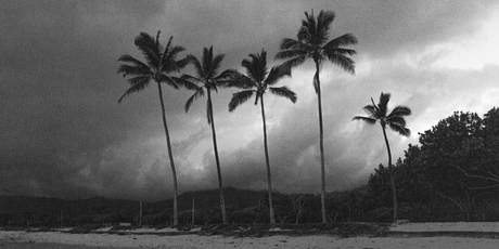 palmtree gathering