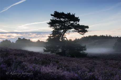 Bloeiende heide in Zuid Limburg