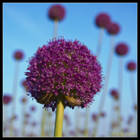 Allium giganteum