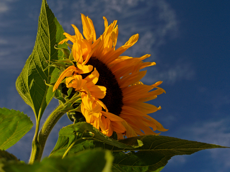 zonnebloem