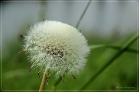 Paardenbloem