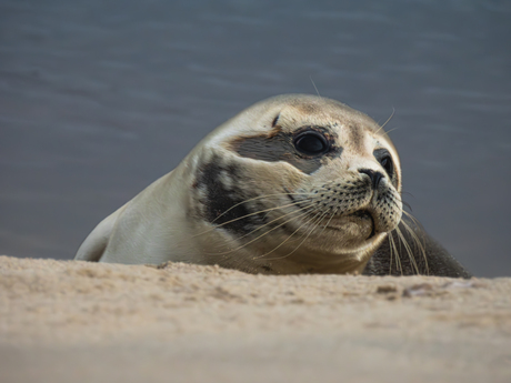 Gewone zeehond