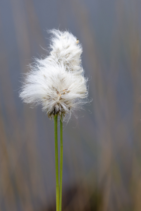 Wolgras in de wind