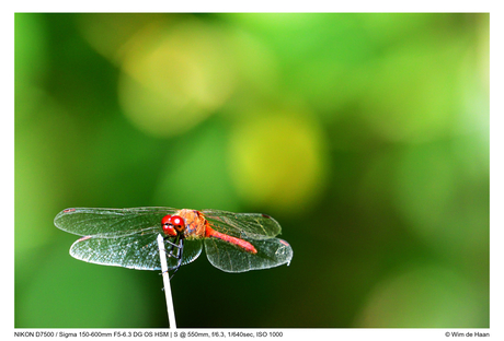 Bloedrode Heidelibel