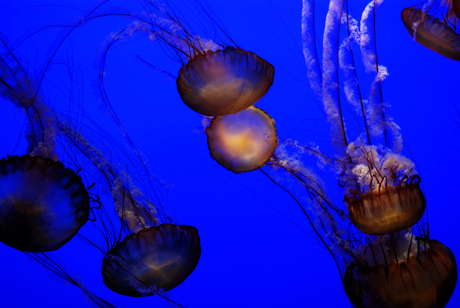 Monterey Bay Aquarium - Kwallen