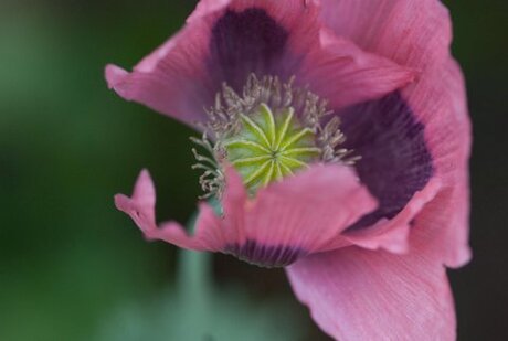 Papaver