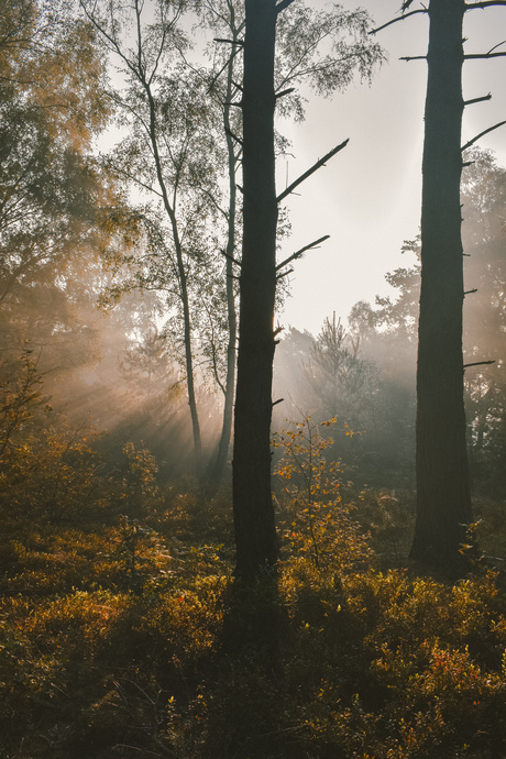 herfst licht