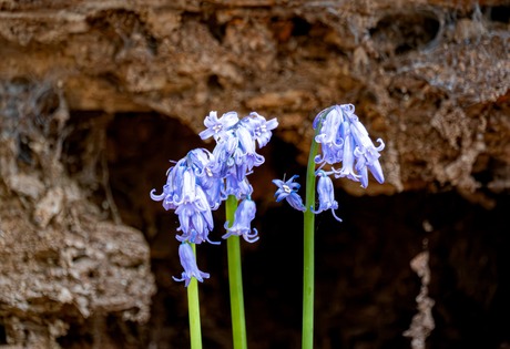 Boshyacinth met achtergrond van vermolde boomstam