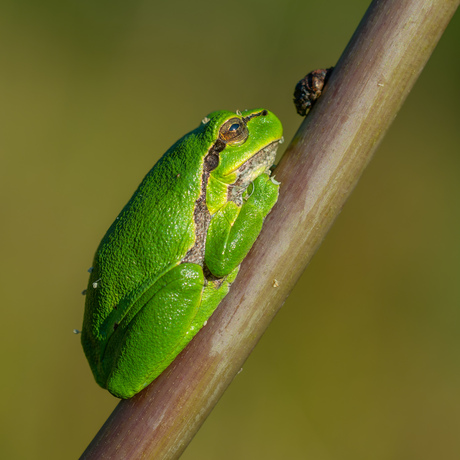 groene boomkikker