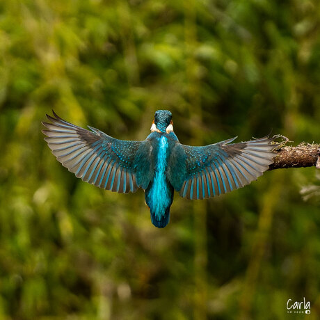 achterkant ijsvogel