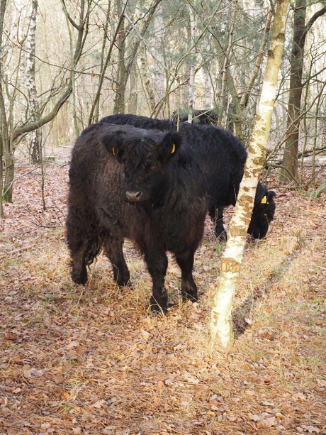 Galloways gespot