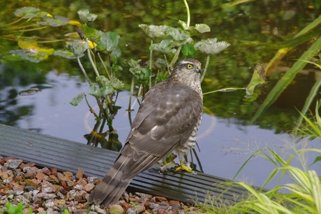 In de tuin