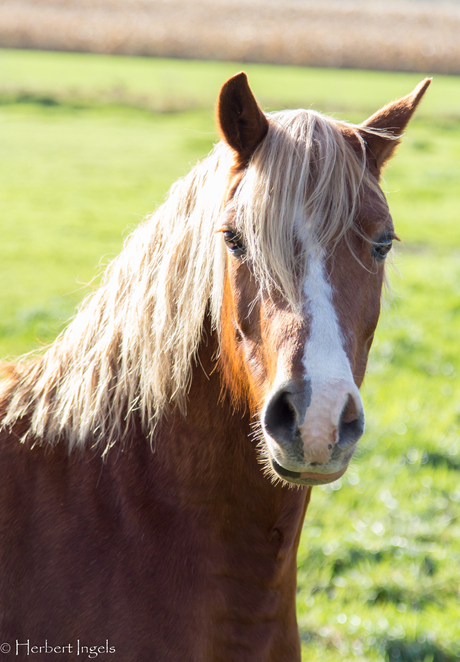 Paard