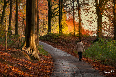 Natuur Landschap