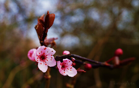 Japanse kersenbloesem (Sakura)