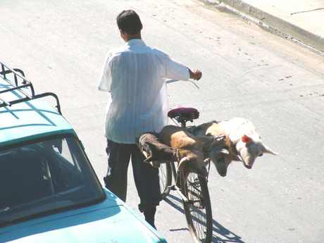 Pigs transportation in Cuba-03