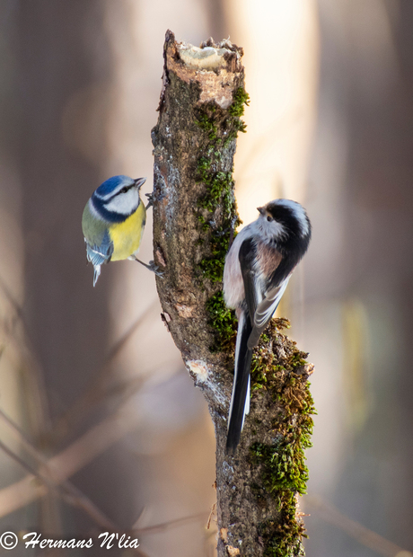 pimpel- en staartmees