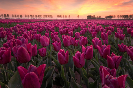 Tulpenveld bij zonsondergang