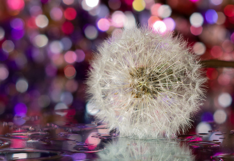 Paardenbloem op z'n mooist