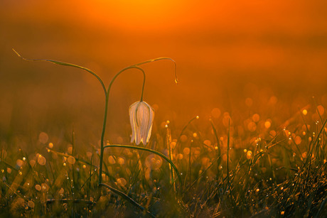 Kievitsbloem tijdens zonsopkomst