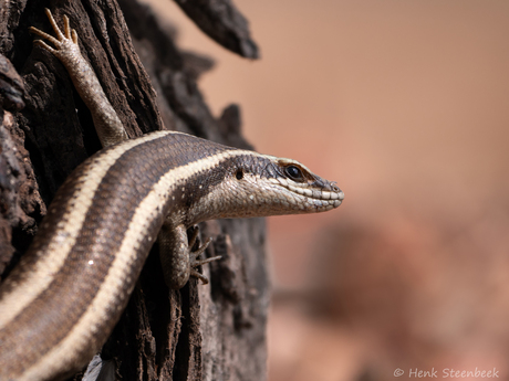 Afrikaanse gestreepte skink