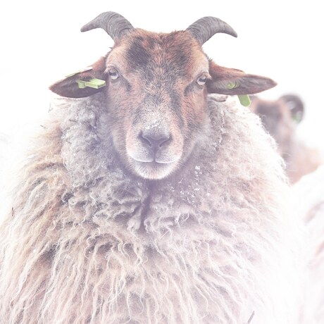 Drentse Heide schaap in de sneeuw