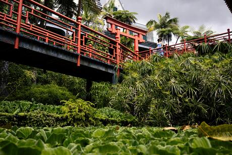 Tropisch tuin van Madeira 