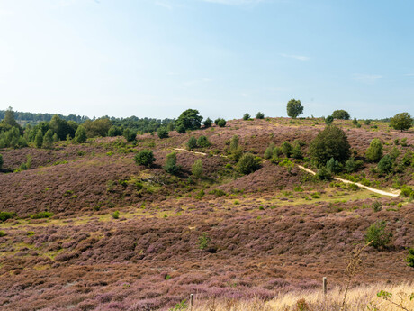 Bloeiende heide III