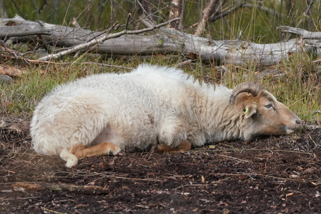 Schaap is moe