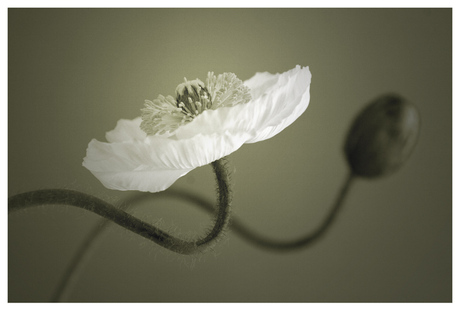 witte papaver