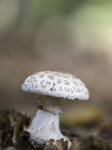 Paddenstoelen jacht