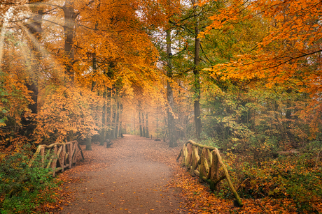 Herfstbrug in De Hout