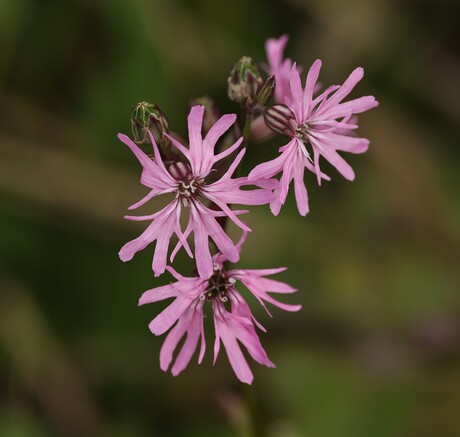 Koekoeksbloem.