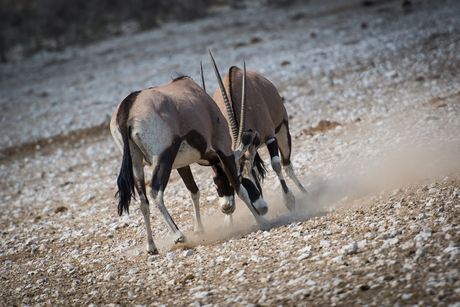 Oryx-kleur (1 van 1)