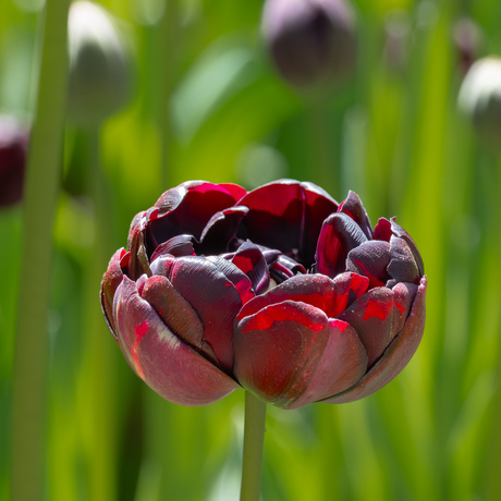 Poldertuin, Anna Paulowna. 