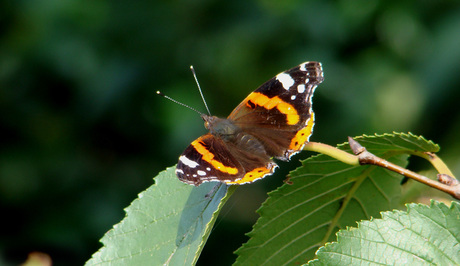 Atalanta vlinder