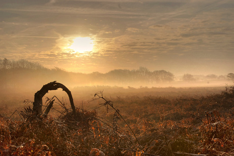 Landschap AWD 19-11-11 (HDR)